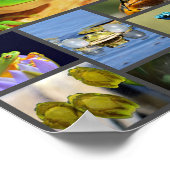 Kikkers van kleurrijke oorsprong, collage poster (Hoek)