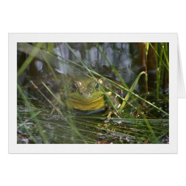 Kikkertjes voor bulkkkkikker (Voorkant Horizontaal)