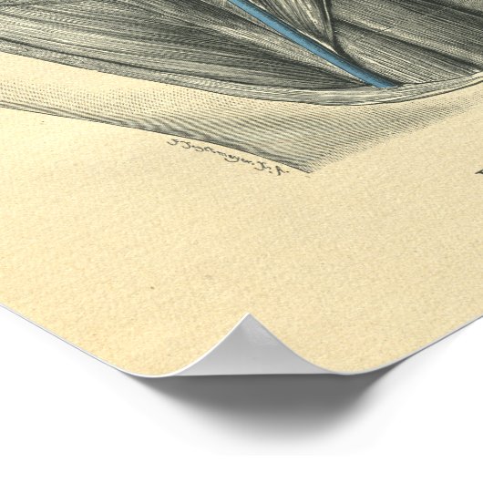  kikkervisanatomie van arm en schouder poster (Hoek)