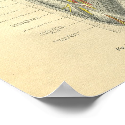  kikkervisanatomie van arm en schouder poster (Hoek)