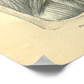 kikkervisanatomie van arm en schouder poster (Hoek)