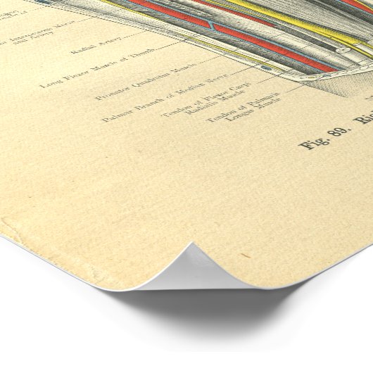  kikkervisanatomie van het bos poster (Hoek)