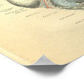  kikkervisanatomie van het menselijk hart poster (Hoek)