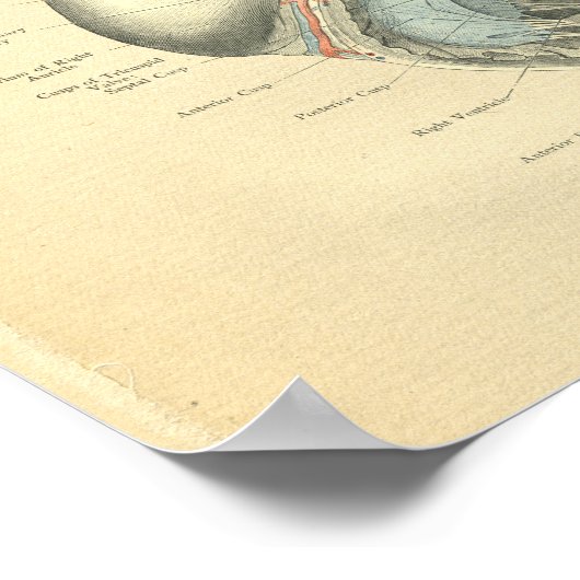  kikkervisanatomie van het menselijk hart poster (Hoek)