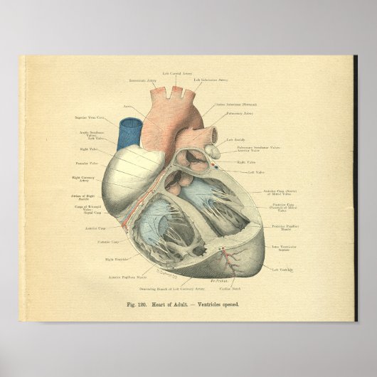  kikkervisanatomie van het menselijk hart poster (Voorkant)