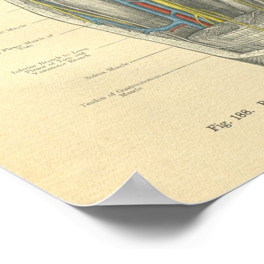 kikkervisanatomie van knie en been poster (Hoek)