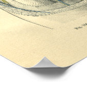 kikkervisanatomie van knie en been poster (Hoek)