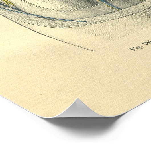  kikkervisanatomie van knie en been poster (Hoek)