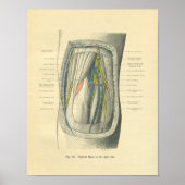  kikkervisanatomie van knie en been poster (Voorkant)