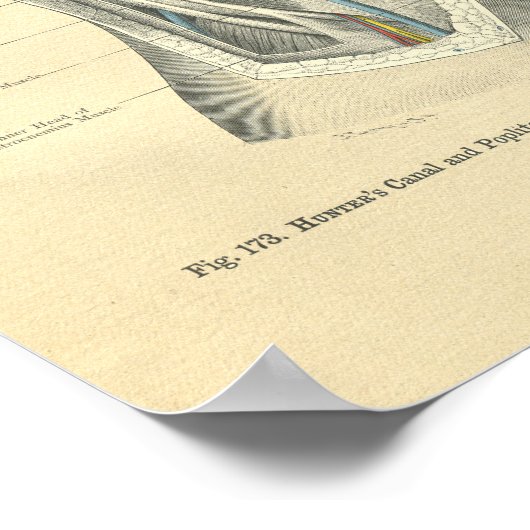  kikkervisanatomie van knie en been poster (Hoek)