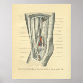  kikkervisanatomie van knie en been poster (Voorkant)