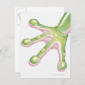 Kikkervisjes Briefkaart (Voorkant / Achterkant)