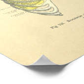 kikkervisjes met anatomisch Afbeelding Lungs Ribc Poster (Hoek)