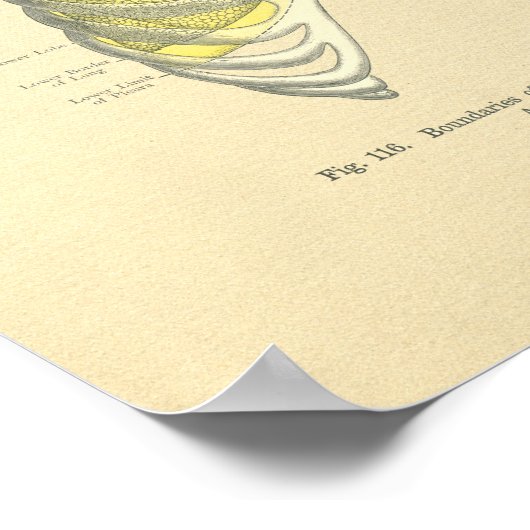 kikkervisjes met anatomisch Afbeelding Lungs Ribc Poster (Hoek)