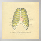 kikkervisjes met anatomisch Afbeelding Lungs Ribc Poster (Voorkant)