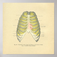 kikkervisjes met anatomisch Afbeelding Lungs Ribc