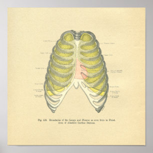  kikkervisjes met anatomisch Afbeelding Lungs Ribc Poster