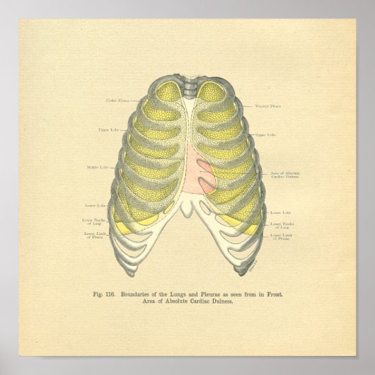 kikkervisjes met anatomisch Afbeelding Lungs Ribc Poster (Voorkant)