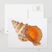 Kikkervisschelp (Tutufa bubo) tegen wit Briefkaart (Voorkant / Achterkant)