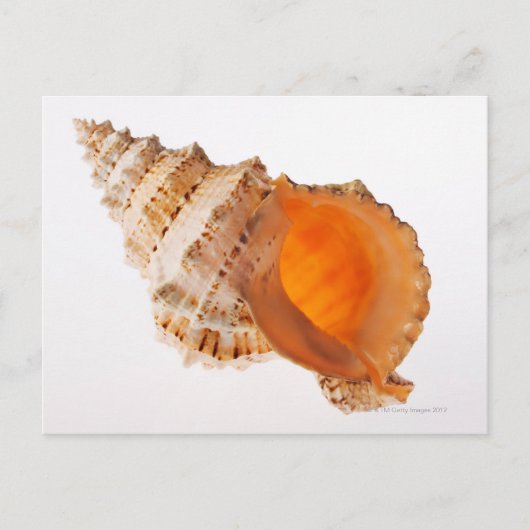 Kikkervisschelp (Tutufa bubo) tegen wit Briefkaart (Voorkant)