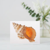 Kikkervisschelp (Tutufa bubo) tegen wit Briefkaart (Staand voorkant)