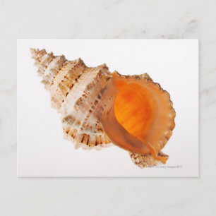 Kikkervisschelp (Tutufa bubo) tegen wit Briefkaart