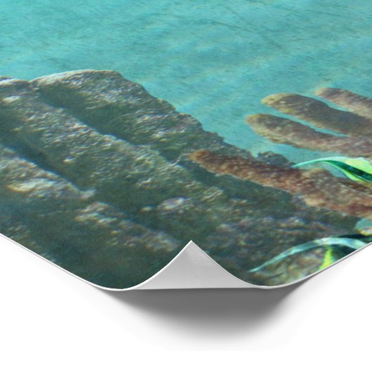 Kikkervogel nooit opgeven poster (Hoek)