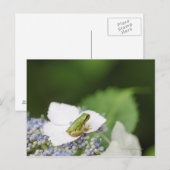 Kikkikker op een hydrangea, Hyogo Briefkaart (Voorkant / Achterkant)