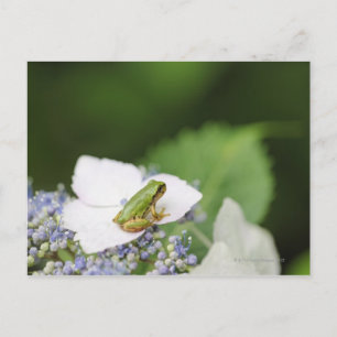 Kikkikker op een hydrangea, Hyogo Briefkaart