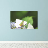 Kikkikker op een hydrangea, Hyogo Canvas Afdruk (Insitu (Houten vloer))