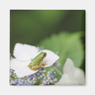 Kikkikker op een hydrangea, Hyogo Magneet