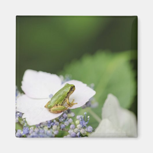 Kikkikker op een hydrangea, Hyogo Magneet (Voorkant)
