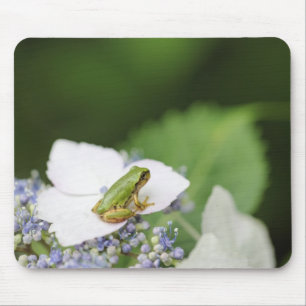 Kikkikker op een hydrangea, Hyogo Muismat
