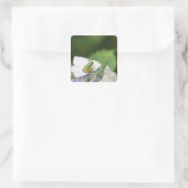 Kikkikker op een hydrangea, Hyogo Vierkante Sticker (Tas)