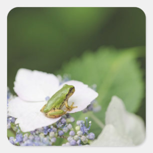 Kikkikker op een hydrangea, Hyogo Vierkante Sticker