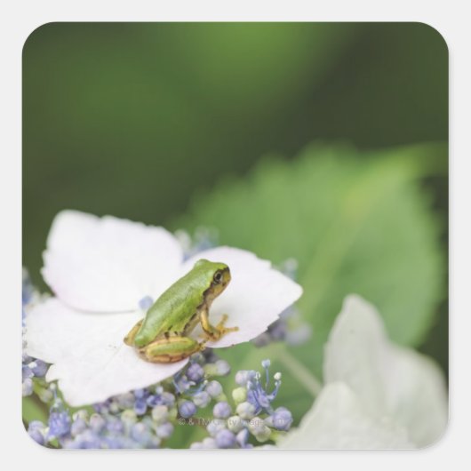 Kikkikker op een hydrangea, Hyogo Vierkante Sticker (Voorkant)
