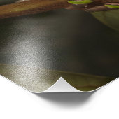 Kikkikker Phyllomedusa bicolor) 3 Foto Afdruk (Hoek)