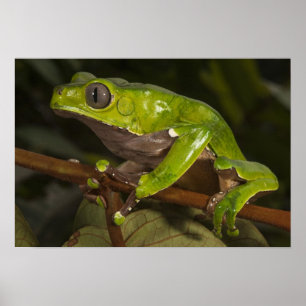 Kikkikker Phyllomedusa bicolor) 3 Poster