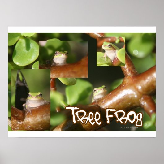 Kikkikkerkuil, kikker en andere poten poster (Voorkant)