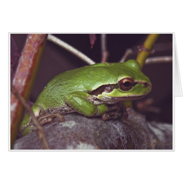 Kikkikkervis (Voorkant Horizontaal)