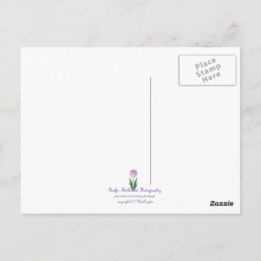 Kikkikkervis Briefkaart (Achterkant)