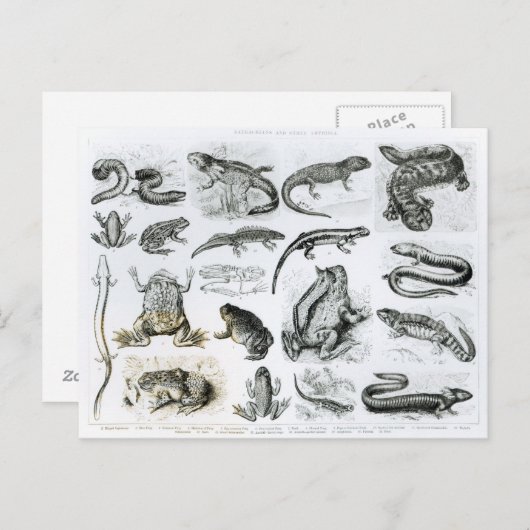 Kikvorsachtigen en andere Amfibieën Briefkaart (Voorkant / Achterkant)