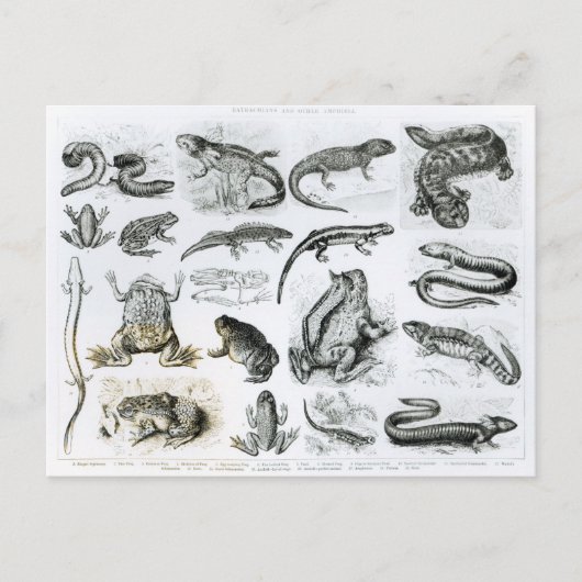 Kikvorsachtigen en andere Amfibieën Briefkaart (Voorkant)