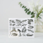 Kikvorsachtigen en andere Amfibieën Briefkaart (Staand voorkant)