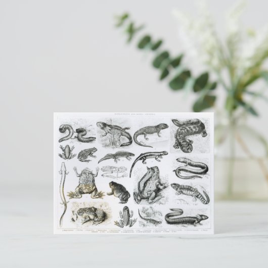 Kikvorsachtigen en andere Amfibieën Briefkaart (Staand voorkant)