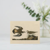 Kilhertenliefen (Killhert) Audubon Birds of Americ Briefkaart (Staand voorkant)