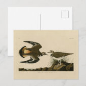 Kilhertenliefen (Killhert) Audubon Birds of Americ Briefkaart (Voorkant / Achterkant)