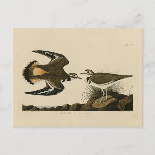 Kilhertenliefen (Killhert) Audubon Birds of Americ Briefkaart (Voorkant)