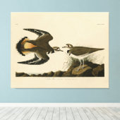 Kilhertenliefen (Killhert) Audubon Birds of Americ Canvas Afdruk (Insitu (Houten vloer))