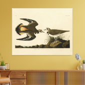 Kilhertenliefen (Killhert) Audubon Birds of Americ Canvas Afdruk (Insitu (Woonkamer))